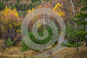 Country road and Birch forest in autumn with yellow leaves, Bulgaria countryside