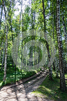 Country road through a birch grove in the Almaty National Park. Ak Kain. Kazakhstan. Spring time