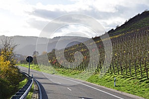 country road at the almost bold vineyards above Klotten