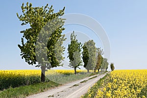 Country road with canola field