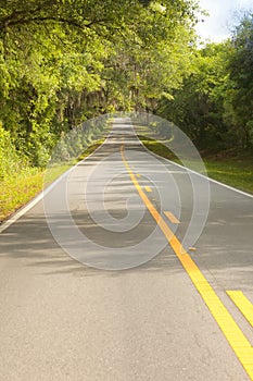 Country road with canopy covered oak trees