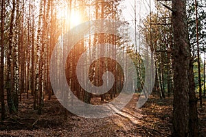 A country road in a coniferous forest early in the morning. The rays of the sun through the branches