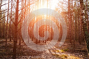 A country road in a coniferous forest early in the morning. The rays of the sun through the branches