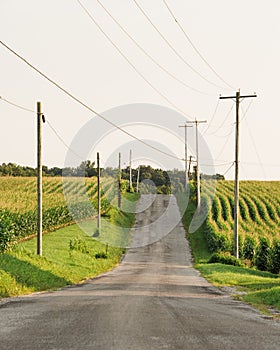 Country road with corn fields, in rural York County, Pennsylvania