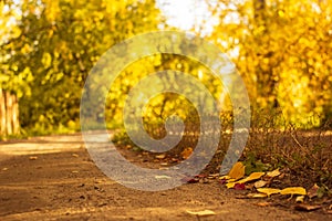 Country road is covered with fallen dry leaves in the autumn forest at sunny day, scenic fall landscape