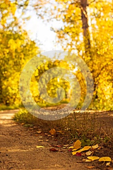 Country road is covered with fallen dry leaves in the autumn forest at sunny day, scenic fall landscape