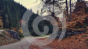 Country road crossing the forest in autumn season on sunny day