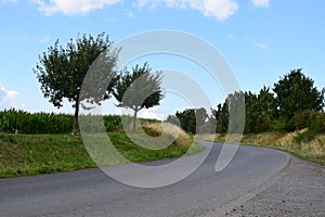 country road curce at high green corn