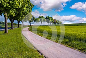 Country road curve along some trees