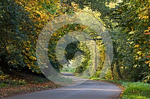 Country road curving through autumnal trees