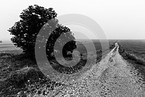 A country road disappearing into distant mist and fog, with a tree on the side