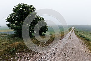 A country road disappearing into distant mist and fog, with a tree on the side