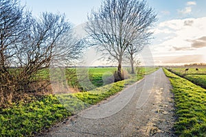 Country road in a Dutch polder landscape