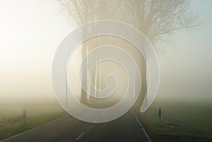 Country road in an endless rural landscape with a row of bare trees.