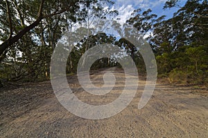 Country road in eucalyptus mountain forest, Blue Mountains, Australia.