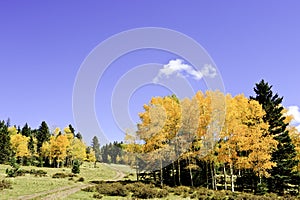 Country road in fall