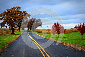 Country Road Fall