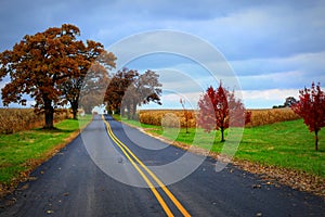 Country Road Fall photo