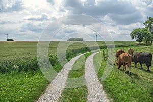 Country road between a farm and grain fields