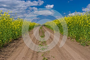 Country road in field