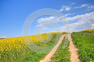 Country road through a field of rapeseed