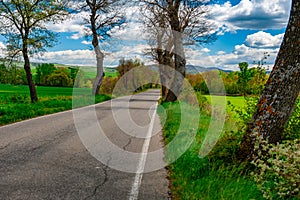 Country road through a field, Tuscany