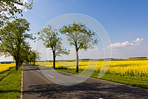 Country road and fields