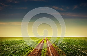 Country road through the fields