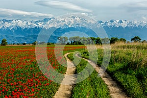 Country road through fields of poppies
