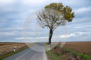 Country road through fields with a tree on the road edge and Cloudy sky
