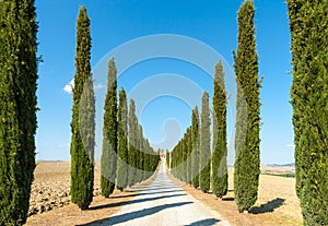 Country road flanked with cypresses ascending a hi