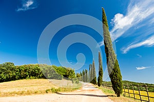 Country road flanked with cypresses in Tuscany, Italy