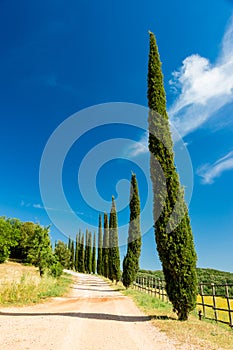 Country road flanked with cypresses in Tuscany, Italy