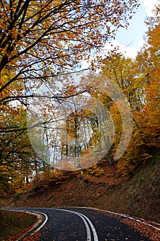 Country road in the forest