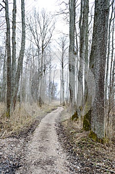 country road in forest