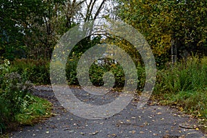 country road in forest