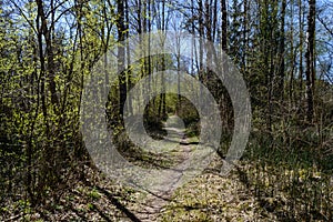 country road in forest