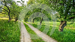 country road in forest