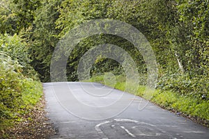 Country road with forest bordering each side