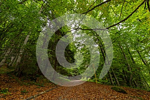 Country road in forest with green grass and trees