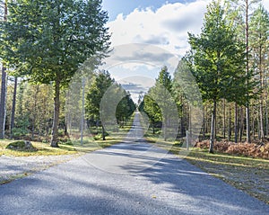 Country road through forest landscape, VÃ¤rnamo, Sweden