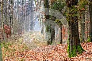 Country road in the forest on misty day