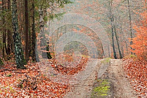 Country road in the forest on sunny day