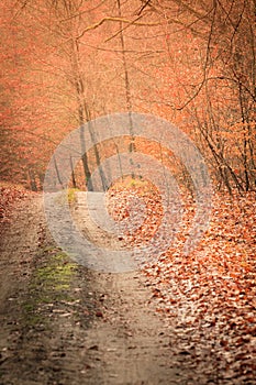 Country road in the forest on sunny day