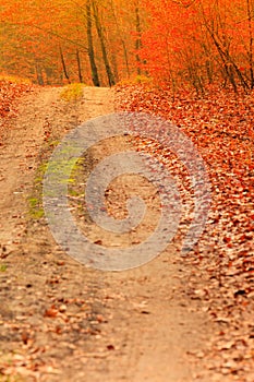 Country road in the forest on sunny day