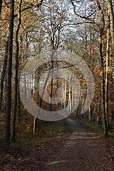 Country Road in Autumn forest