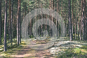 country road in forest - vintage effect