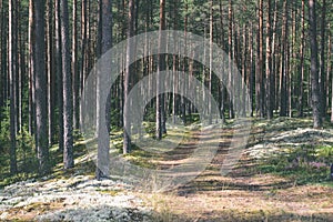 country road in forest - vintage effect