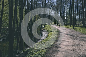 country road in forest - vintage old look