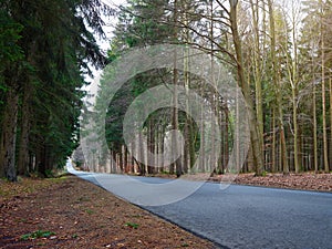 Country road into forrest